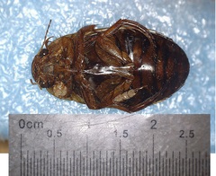Dytiscus fasciventris