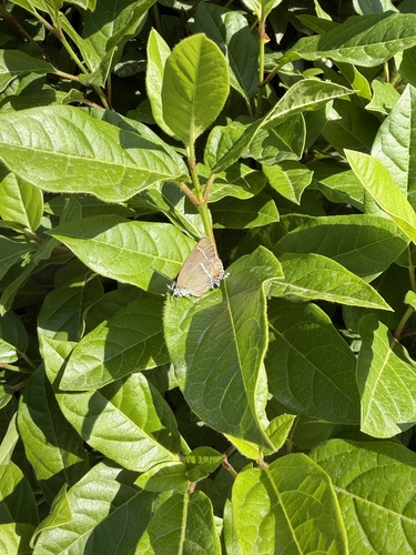 Blue-spot Hairstreak