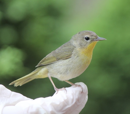 Common Yellowthroat, photo 6 of 7