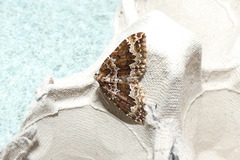 Lampropteryx suffumata