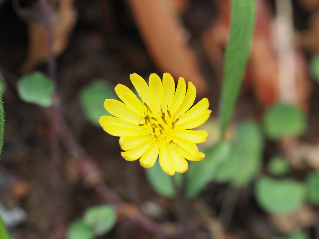 Ixeris stolonifera; photograph (c) ippanjin, some rights reserved (CC BY)