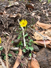 (c) ippanjin, some rights reserved (CC BY) Ixeris stolonifera, photograph (c) ippanjin, some rights reserved (CC BY)