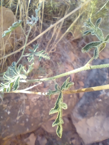Sphaeralcea grossulariifolia, photograph 6
