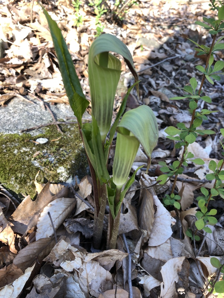 Arisaema triphyllum from Flemington, NJ, US on 2020년 04월 11일 (토) at 05:01 오후 by mr-jinx · iNaturalist Arisaema triphyllum