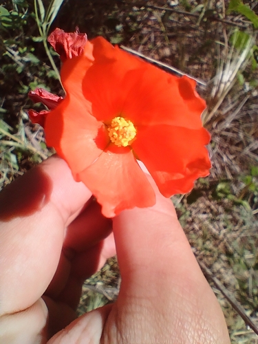 Sphaeralcea grossulariifolia, photograph 1