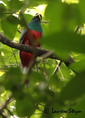 Apaloderma narina
