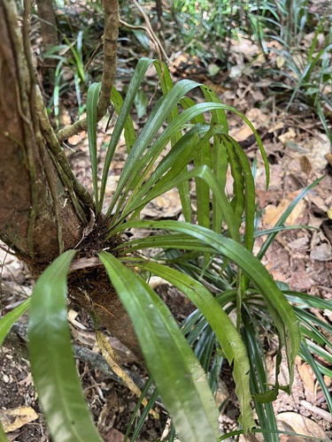 Asplenium simplicifrons observed 2026-05-24