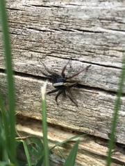 Alopecosa pulverulenta