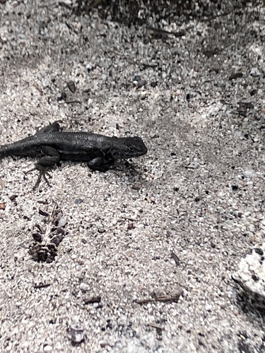 iNaturalist observation photo of Common Sagebrush Lizard