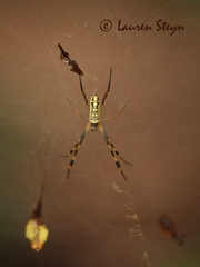 Trichonephila senegalensis