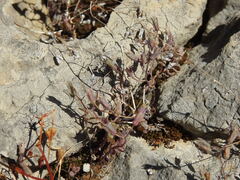 Sedum mucizonia, photograph (c) Duarte Frade, some rights reserved (CC BY)