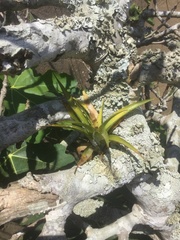 Tillandsia fasciculata