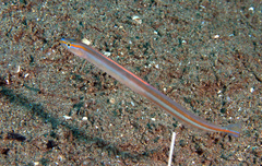 Gunnellichthys viridescens