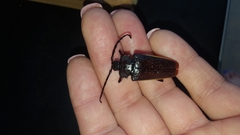 Solenoptera