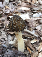 Morchella angusticeps