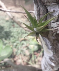 Tillandsia fasciculata