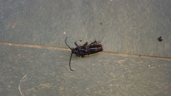 Solenoptera