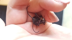 Solenoptera
