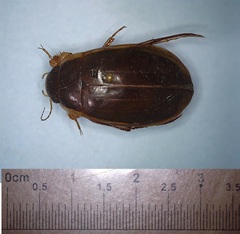 Dytiscus fasciventris