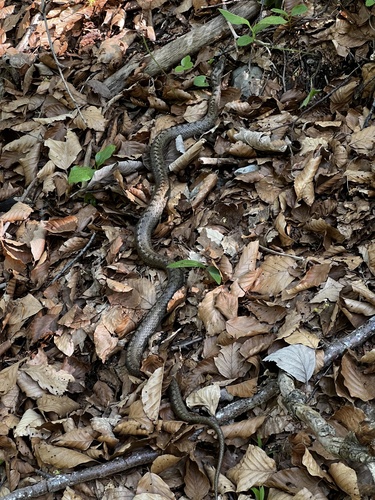 Smooth Snake
