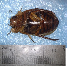 Dytiscus fasciventris