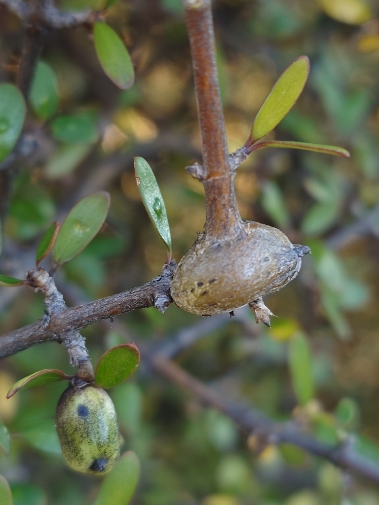 Euhexomyza coprosmae