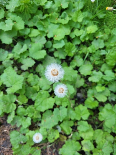 colt's-foot