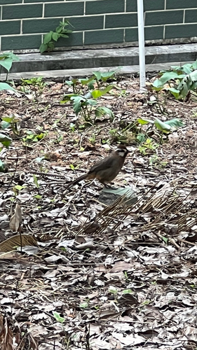 White-browed Laughingthrush