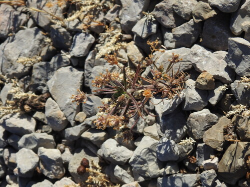 Plantago afra, photograph 5