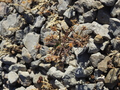 Plantago afra, photograph (c) Duarte Frade, some rights reserved (CC BY)