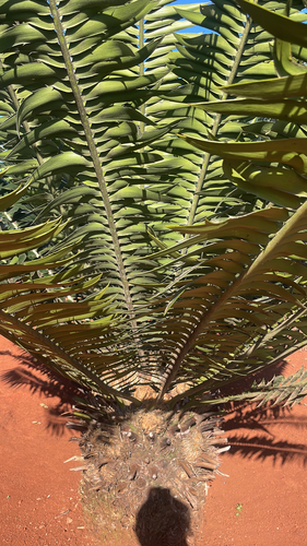 Modjadji Cycad