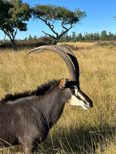 Southern Sable Antelope