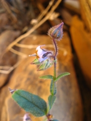 Trichodesma africanum