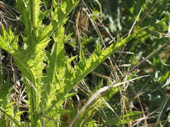 Onopordum tauricum, photograph (c) Augustin Soulard, some rights reserved (CC BY)