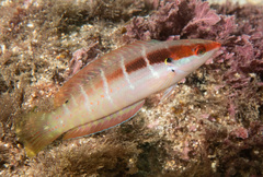 Pale-Barred Coris photo 2