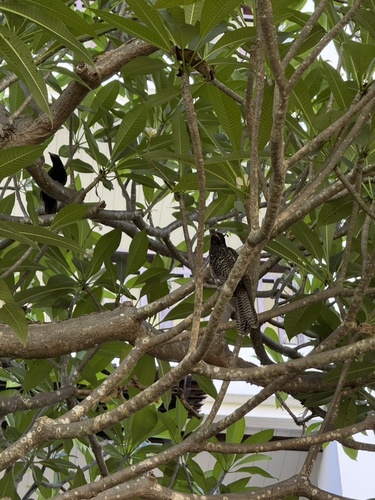 Asian Koel
