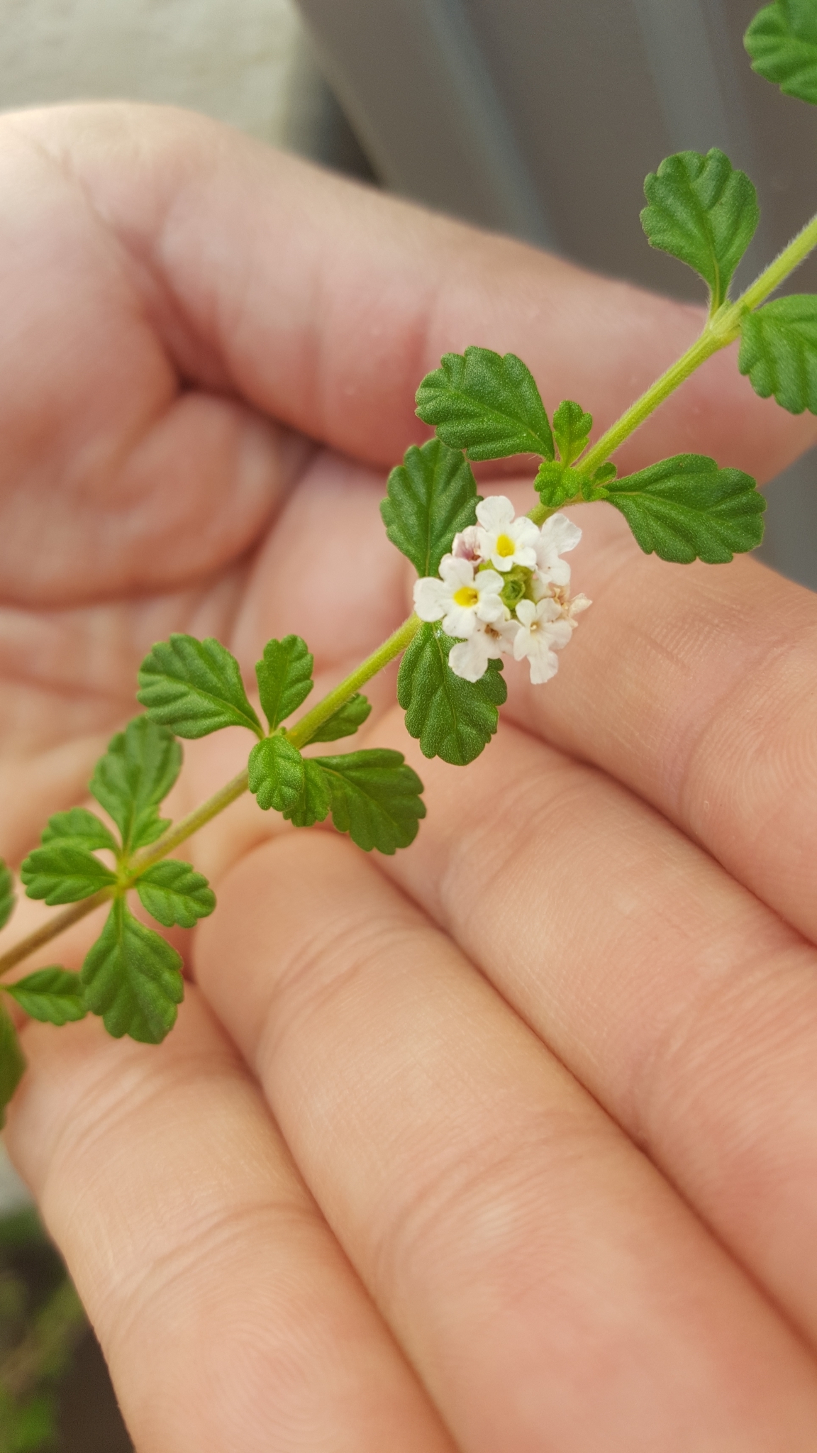 Lippia micromera