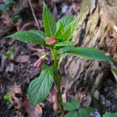 Scopolia carniolica