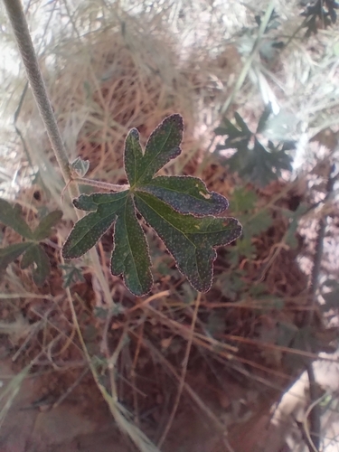 Sphaeralcea grossulariifolia, photograph 4