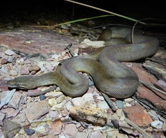 Children's Python photo 2