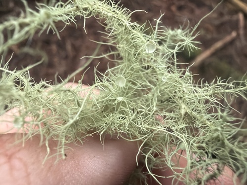 Usnea quasirigida observed 2026-05-14