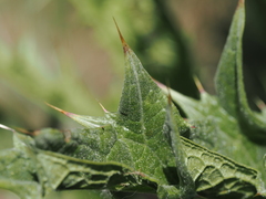 Onopordum tauricum, photograph (c) Augustin Soulard, some rights reserved (CC BY)