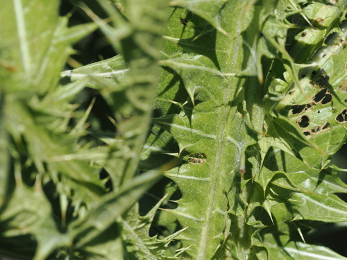 Onopordum tauricum, photograph 3