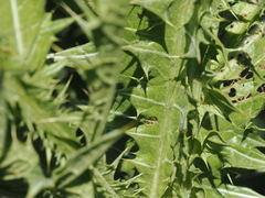 Onopordum tauricum, photograph (c) Augustin Soulard, some rights reserved (CC BY)