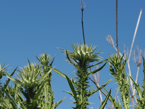 Onopordum tauricum, photograph 4