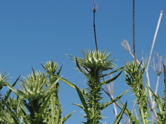 Onopordum tauricum, photograph (c) Augustin Soulard, some rights reserved (CC BY)