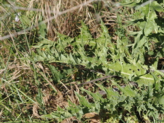 Onopordum tauricum, photograph (c) Augustin Soulard, some rights reserved (CC BY)