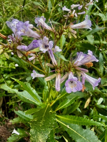 California yerba santa (Eriodictyon californicum)