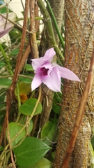 Dendrobium anosmum