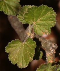 Pelargonium echinatum